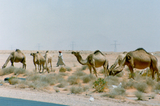 Wüste-Kamele-3.jpg